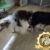 phối giống border collie