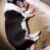 Border collie 31 Border collie 31