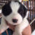 border collie 56