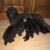 Tìm chủ cho các bé Poodle - Image 1 Tìm chủ cho các bé Poodle - Image 1