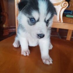 Husky