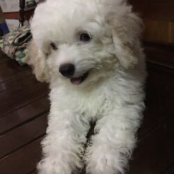 Bán nhanh chó poodle trắng tiny 2,5 tháng mặt xinh đã tiêm phòng 2 mũi