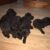 Tìm chủ cho các bé Poodle - Image 2 Tìm chủ cho các bé Poodle - Image 2