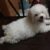 Bán nhanh chó poodle trắng tiny 2,5 tháng mặt xinh đã tiêm phòng 2 mũi
