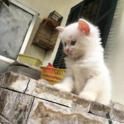 IMG_7646 (Copy)
