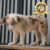 border collie 33