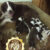 border collie 32 border collie 32