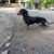 Bán và cung cấp các loại chó Chihuahua, Taken lạp xưởng, Pug, Rottweiler - Image 4