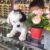 Cần tìm chủ mới cho 1 em poodle cái bò sữa 4 tháng tuổi, nặng 1,3kg. Đã cắt tỉa lông kiểu cách ^^, Định để làm giống nhưng nay do bận công việc k còn tgian chăm sóc nên cần tìm chủ mới yêu thương. Chó nhà đẻ yên tâm bảo hành bệnh, tật lỗi thoải mái. - Image 3
