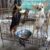 Bán và cung cấp các loại chó Chihuahua, Taken lạp xưởng, Pug, Rottweiler - Image 2