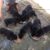 Bán và cung cấp các loại chó Chihuahua, Taken lạp xưởng, Pug, Rottweiler - Image 3