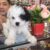 Cần tìm chủ mới cho 1 em poodle cái bò sữa 4 tháng tuổi, nặng 1,3kg. Đã cắt tỉa lông kiểu cách ^^, Định để làm giống nhưng nay do bận công việc k còn tgian chăm sóc nên cần tìm chủ mới yêu thương. Chó nhà đẻ yên tâm bảo hành bệnh, tật lỗi thoải mái. - Image 2