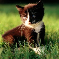 diendanbaclieu-119815-awesome-cat02