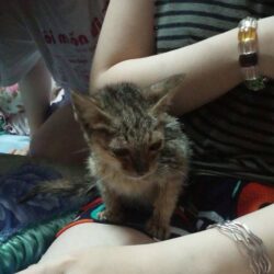 meo