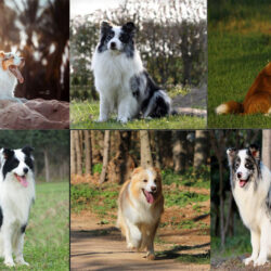 border collie 67