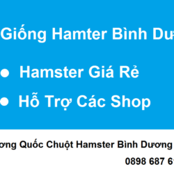 Trai Giong Hamster