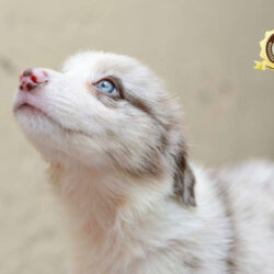 21231323_1468127449938445_6754594085179144464_n