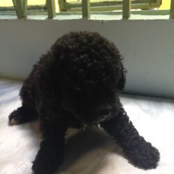 IMG_3302-min poodle đực đen