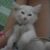 meo-anh-quan-11-15137571687656731