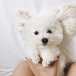 bột