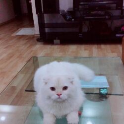 Meo trang
