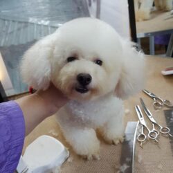 poodle bổ luống