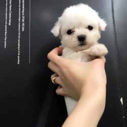 pd tini