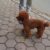 poodle chuối 1 poodle chuối 1