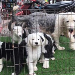 sheepdog