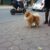 pom lu pom lu