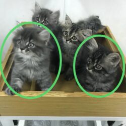 KakaoTalk_20180201_131151928