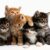 Top-10-Cat-Names-In-2017-4 Top-10-Cat-Names-In-2017-4