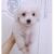 ban-cho-poodle-trang-party ban-cho-poodle-trang-party