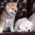 Chó-Akita-Inu-cái-nhập-khẩu-4 (1) Chó-Akita-Inu-cái-nhập-khẩu-4 (1)