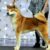 Một-chú-chó-Akita-Inu-dáng-chuẩn-show