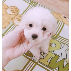ban-cho-poodle-trang-party-1