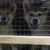 Đàn-chó-akita-4-em-cái-về-Việt-Nam-2 Đàn-chó-akita-4-em-cái-về-Việt-Nam-2
