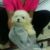 Bán chó Poodle Tiny đực mũi hồng giá rẻ tại quận 12, TPHCM - Image 2