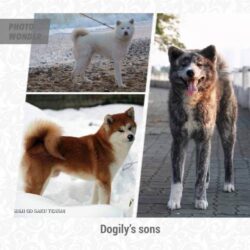 Ba-chú-chó-Akita-Inu-biểu-tượng-của-Dogily-Gia-đình-cún-cưng-Kaito-Shinich-Manzo