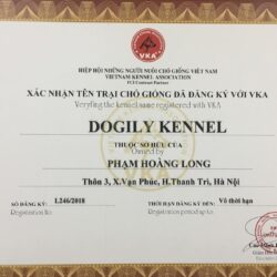 giấy trai
