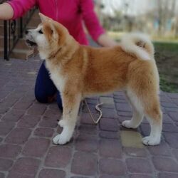 Chó-Akita-Inu-cái-nhập-khẩu-6-1