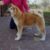 Chó-Akita-Inu-cái-nhập-khẩu-6-1