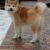 Chú-chó-Akita-Inu-tên-Manzo-được-Dogily-nhập-khẩu-về-Việt-Nam.-Bố-mẹ-đều-là-các-nhà-vô-địch-Ucraina.-Gia-phả-nhiều-nhà-á-quân-thế-giới-vô-địch-nhiều-nước-354x430