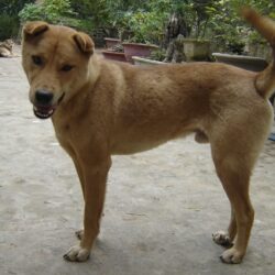 dac-trung-cua-cho-co