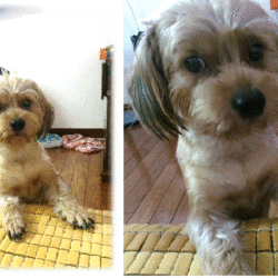 cho