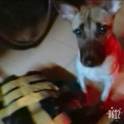 Screenshot_2018-08-18-11-21-35-313_com.miui.videoplayer