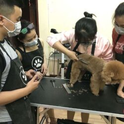 day-nghe-hoc-nghe-cat-tia-long-cho-poodle