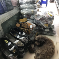 Poodle lạc