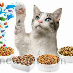 26-cute_cats_11