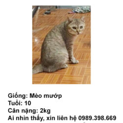 TÌM MÈO